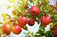 apples on a tree