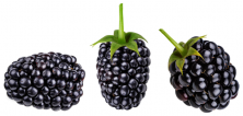 three blackberries on a white background