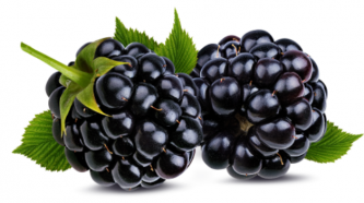 two blackberries on a white background