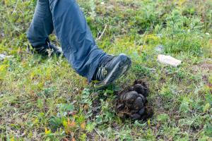 person about to step in animal feces