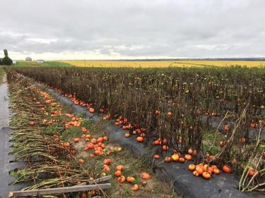 tomatoes laying on a farm field under a gray sky