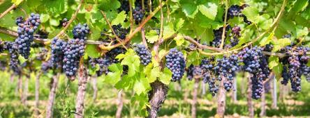 purple grapes on a vine