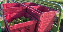 green peppers inside red packing crates in a field