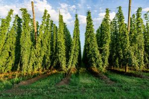 hops field