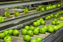 apples on a conveyor belt