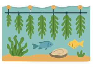 drawing of seaweed being cultivated under water