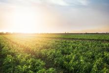 sun shining over a pepper field