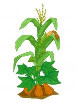 corn, squash, and beans growing together