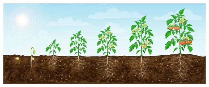 seven tomato plants in different stages of growth, from seed to producing tomatoes