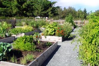 urban garden with raised beds