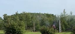 spraying water from a tractor onto orchard trees