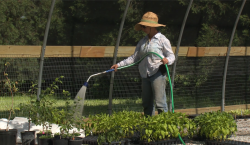 person watering plants on a small farm