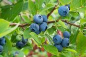 blueberries on the plant