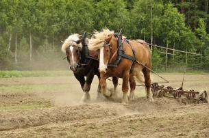 two horses pulling a plow in a field