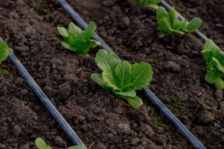 romaine lettuce being irrigated by a drip system