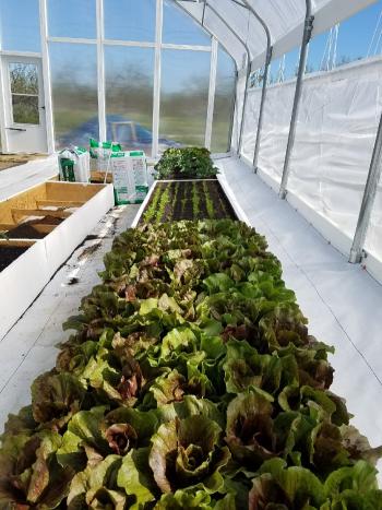 inside Shepard's greenhouse, a row of lettuce is growing