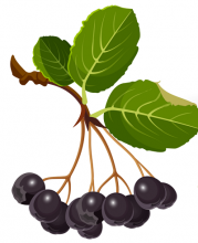 aronia berries on a stem