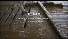 video about biosolids.  This is a cow walking over manure.