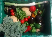 vegetables in a green bin for a CSA share