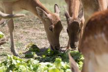 three deer eating leafy greens in a field