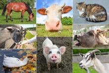 8 domesticated animals that could be found on a farm