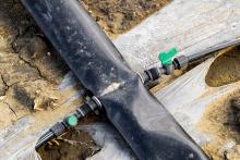 drip irrigation system on a field under plastic