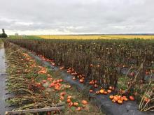 tomatoes laying on a farm field under a gray sky