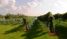 grape vines with netting over the top of them