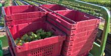 green peppers inside red packing crates in a field