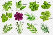 12 pictures of herb leaves
