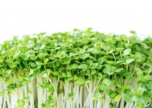 microgreens on a white background