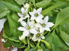 blossoms of a pepper plant