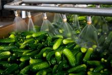 washing cucumbers in a packing facility