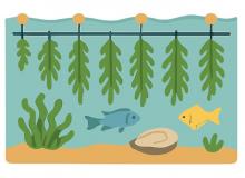 drawing of seaweed being cultivated under water