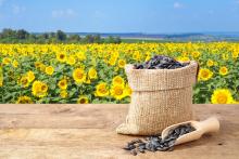 sunflower seeds in front of a field of sunflowers
