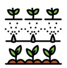 drawing of an irrigation system watering two rows of plants