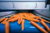 carrots on a conveyor belt