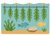 drawing of seaweed being cultivated under water