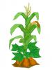 corn, squash, and beans growing together