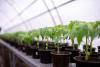 tomato seedlings in a greenhouse